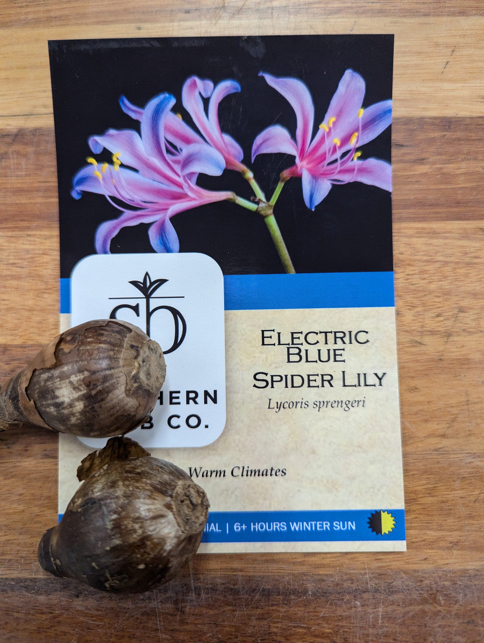 Electric Blue Spider Lily (Lycoris sprengeri) - 2 bulbs