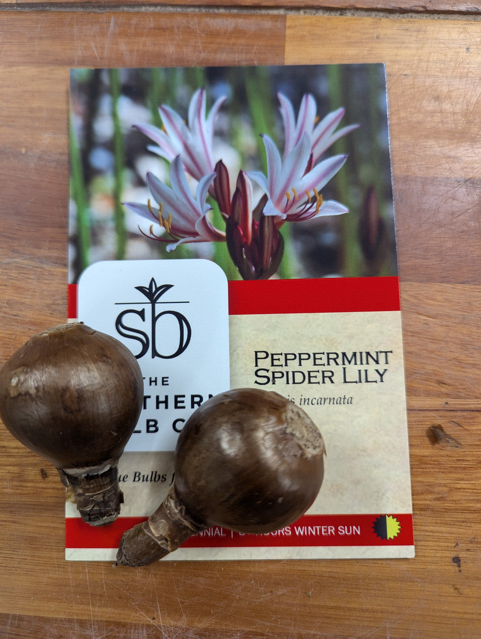 Peppermint Spider Lily (Lycoris incarnata) - 2 bulbs