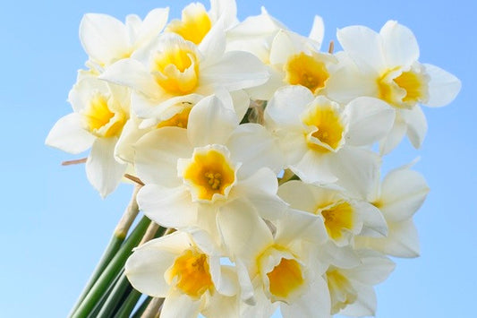 Daffodil 'Sweet Love' - 5 bulbs