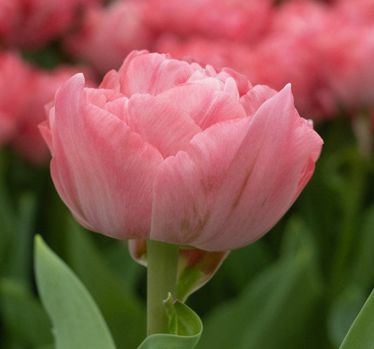 Tulipa 'Taiwan' - 5 bulbs