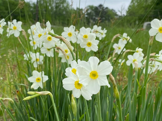 Heirloom 'Twin Sisters' - 10 bulbs