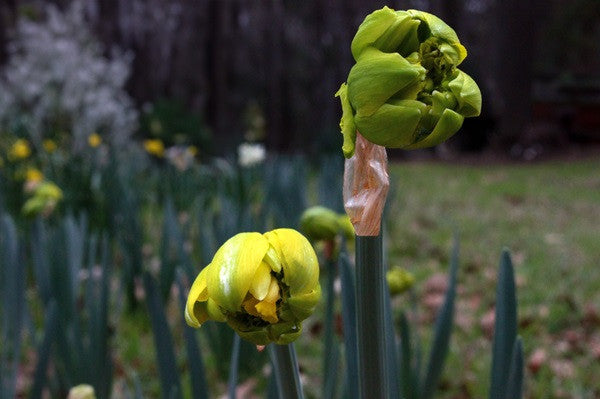 Heirloom 'Van Sion' - 10 bulbs