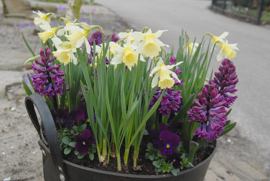 Daffodil 'W.P. Milner' - bulbs