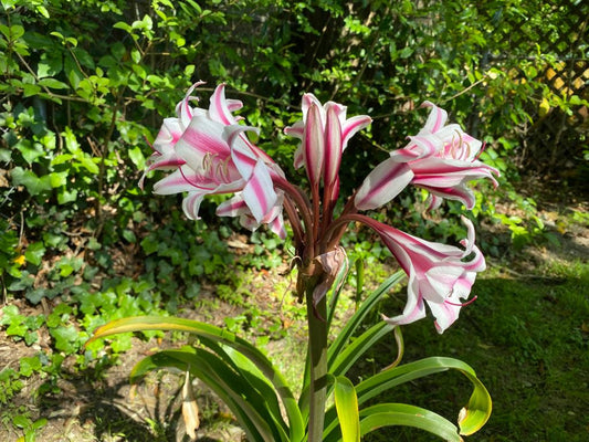 Crinum 'Schreck' - 1 - 1 gallon pot
