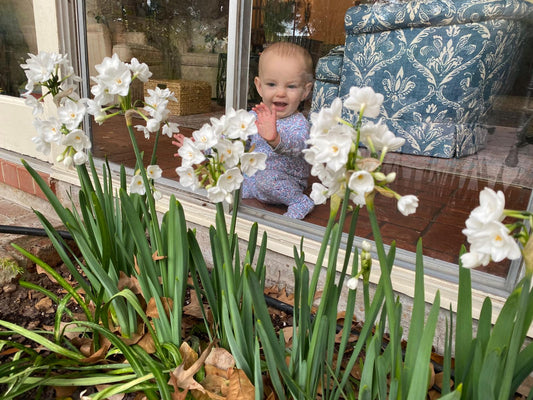 Landscaping Paperwhites Narcissus 'Ziva' - 5 bulbs