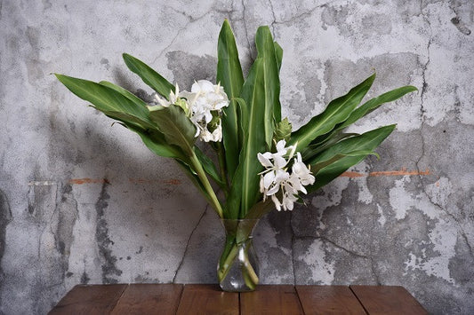 Butterfly Ginger Lily - 3 rhizomes
