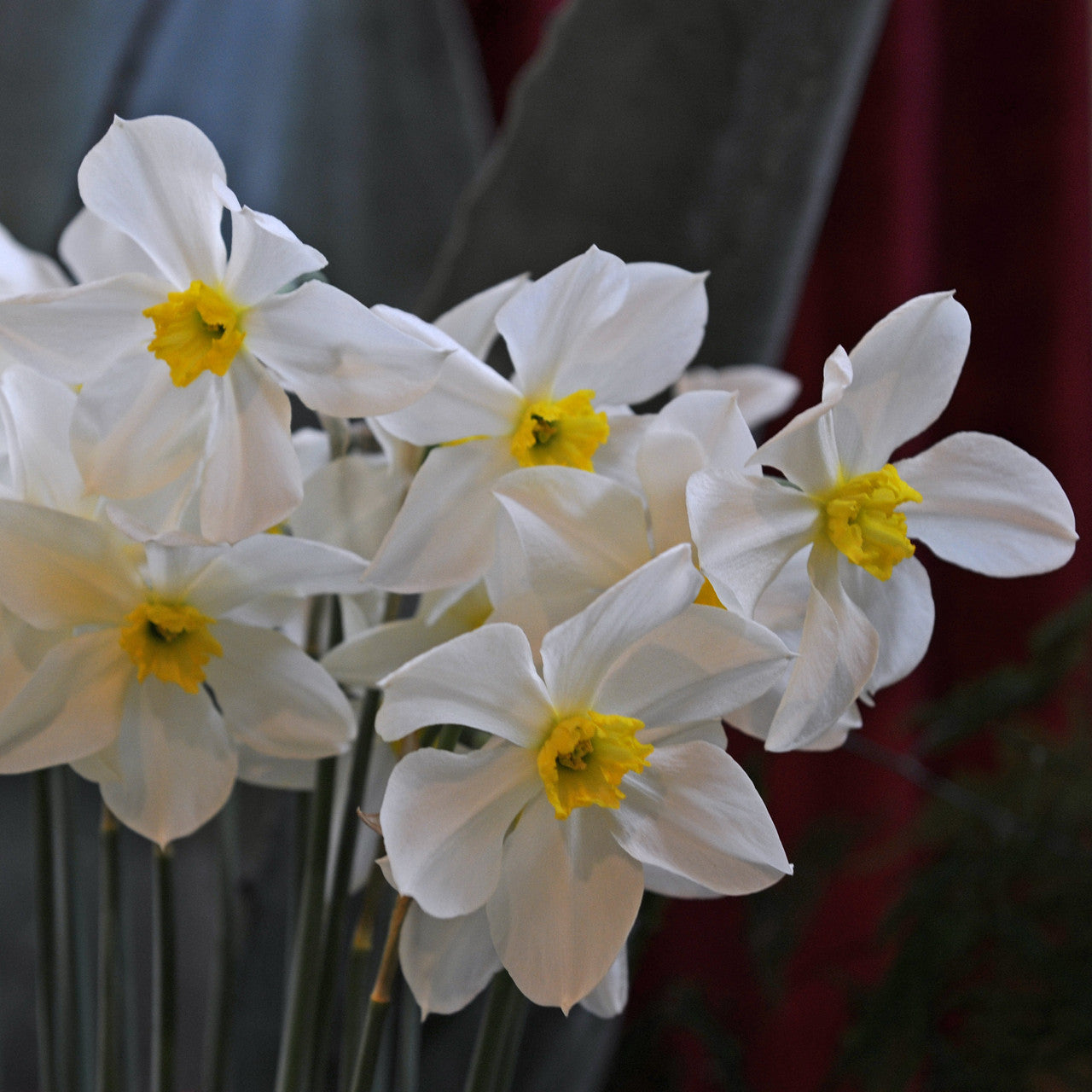 Daffodil 'White Lady' - 5 bulbs