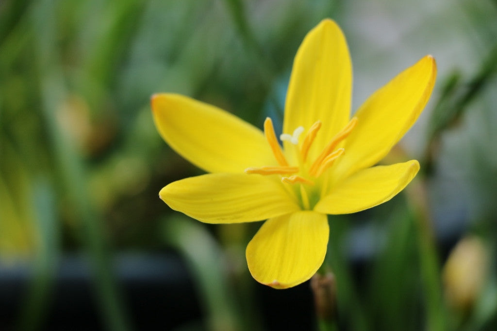 yellow flower lily Zephyranthes citrina 'Yellow Rain Lily'