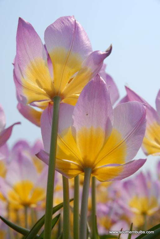 Tulipa bakeri 'Lilac Wonder' - 10 bulbs