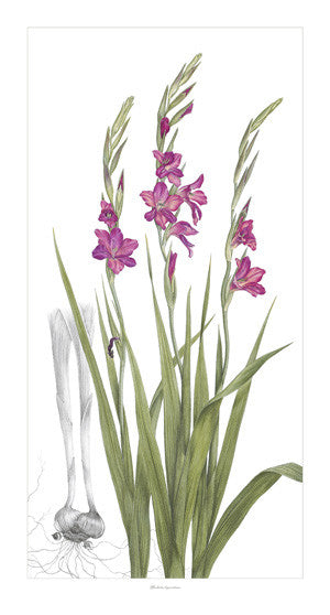 "Gladiolus byzantinus" is slender, elegant, and awe inspiring. The classic gray background line drawing of the corm structure relates the viewer back to the first specimens collected along the southern coasts of Spain.