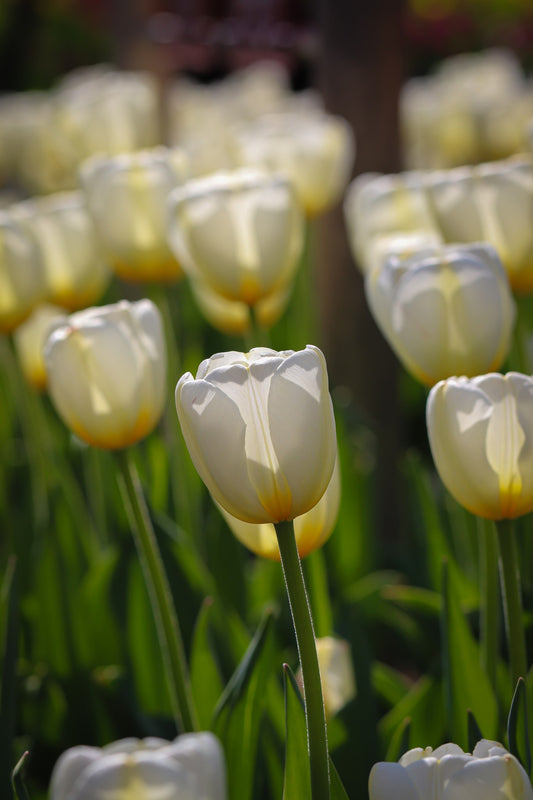Tulipa 'Catherina'
