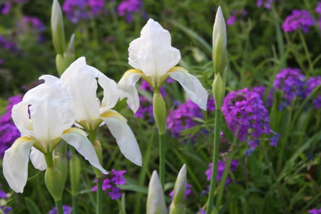 White Cemetery Iris (Iris albicans)