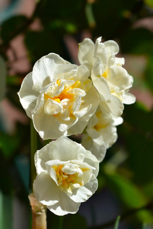 Daffodil 'Cheerfulness'