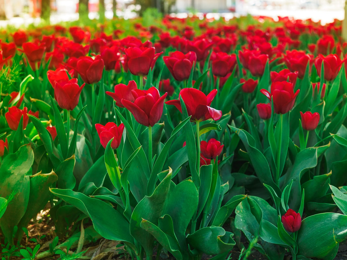 Tulipa 'Couleur Cardinal'