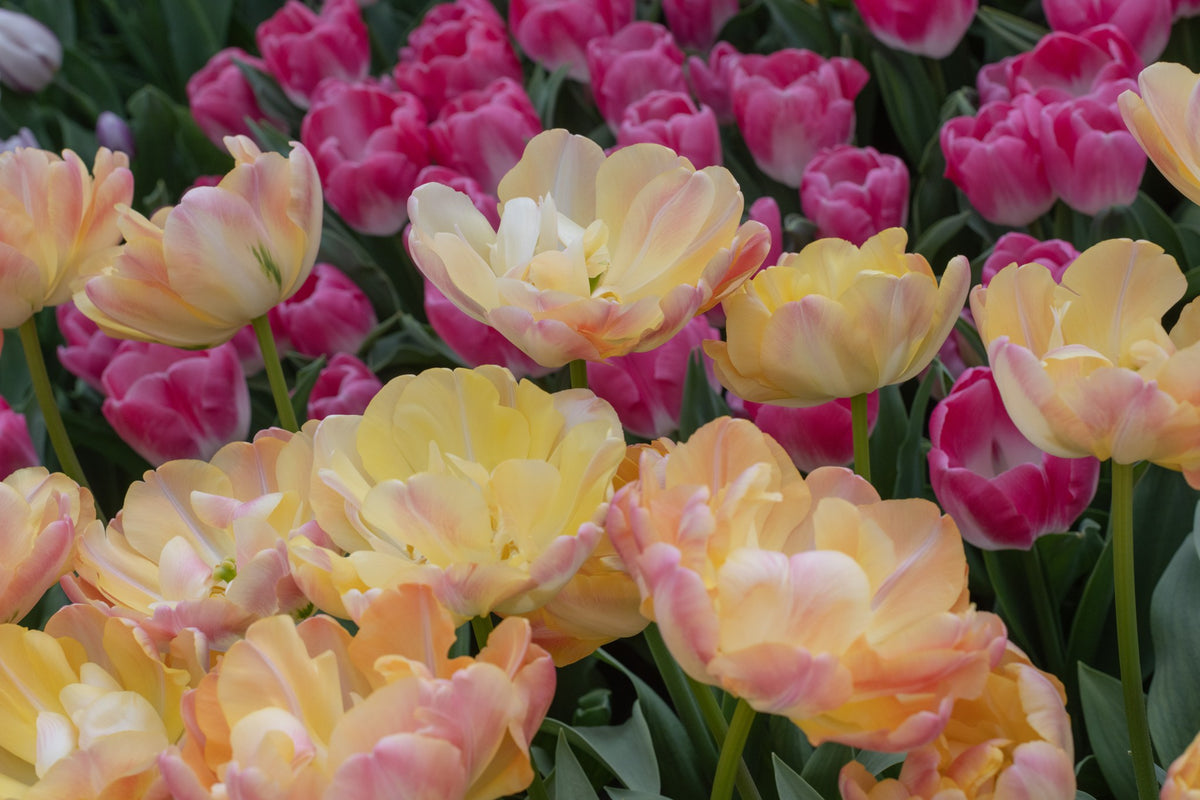 Tulipa 'Creme Upstar'