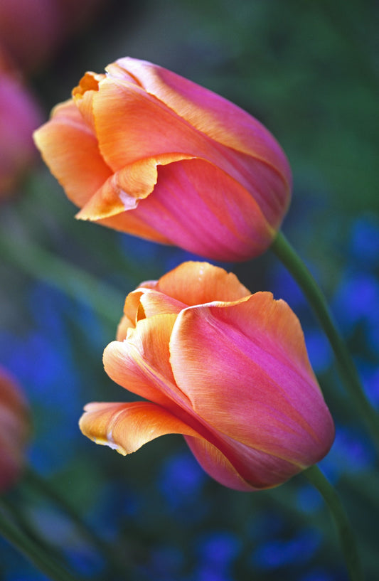 Tulipa 'Dordogne'