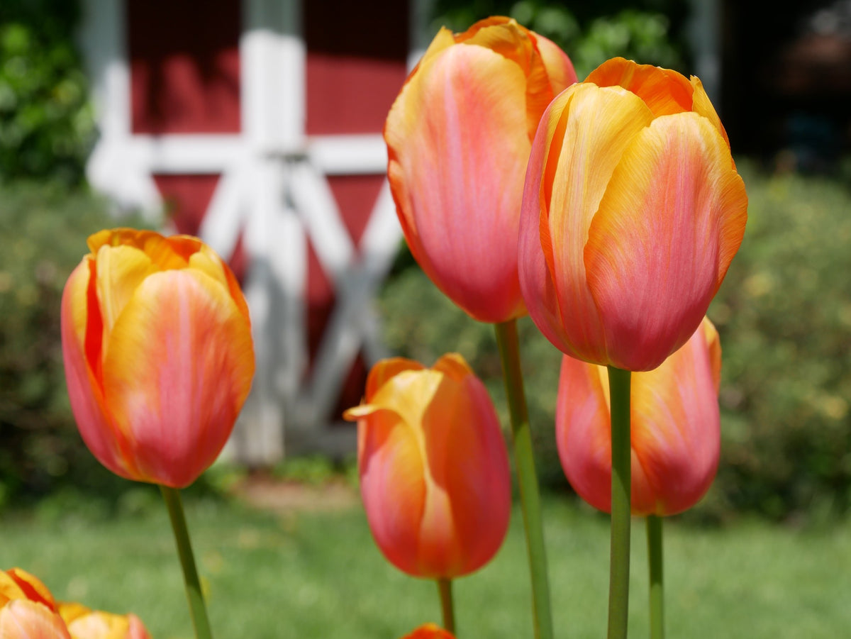 Tulipa 'Dordogne'