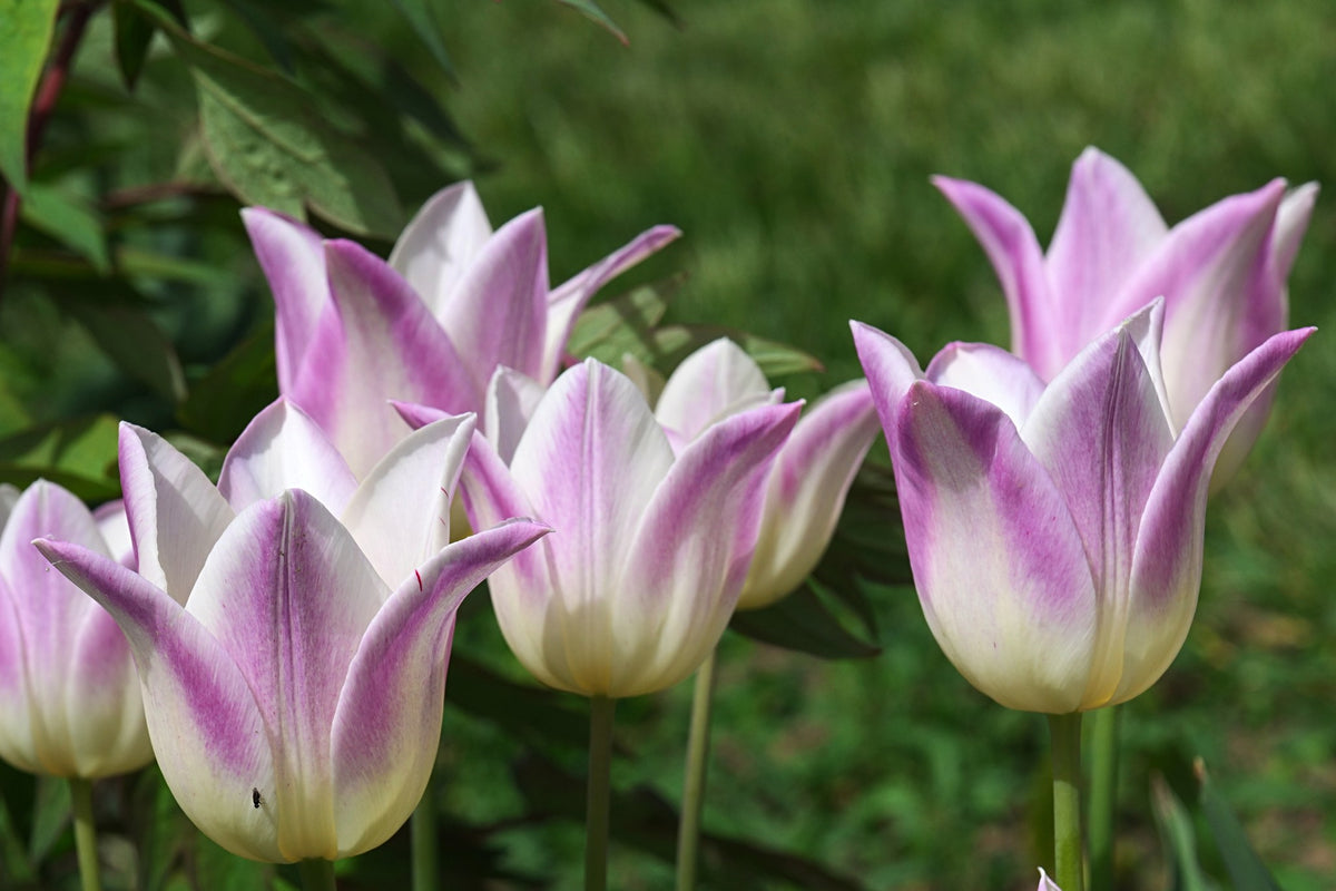 Tulipa 'Elegant Lady'
