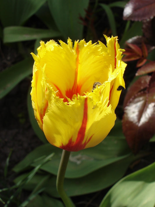 Tulip 'Flamenco'