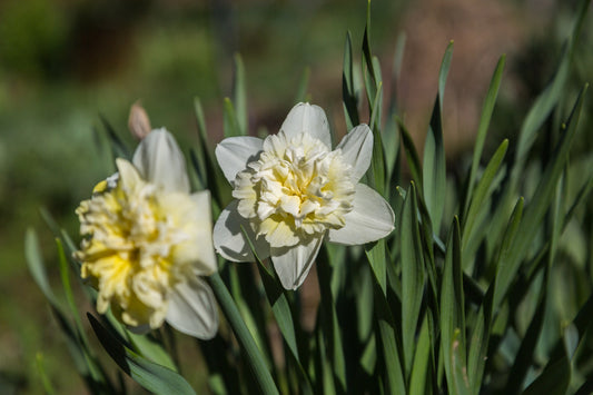 Daffodil 'Ice King'