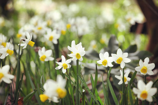Daffodil 'Jack Snipe'
