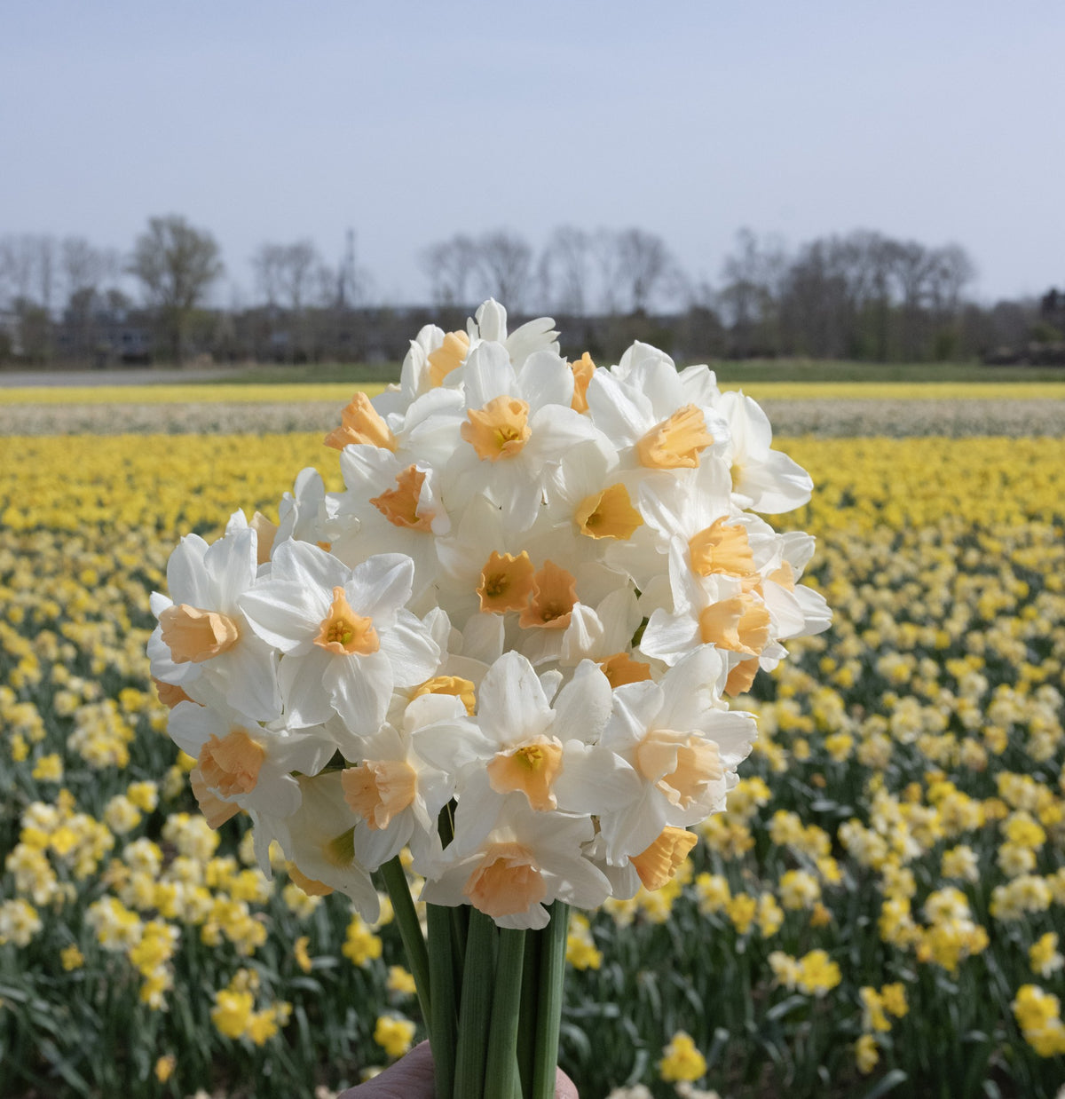 Daffodil 'Kapiti Peach'