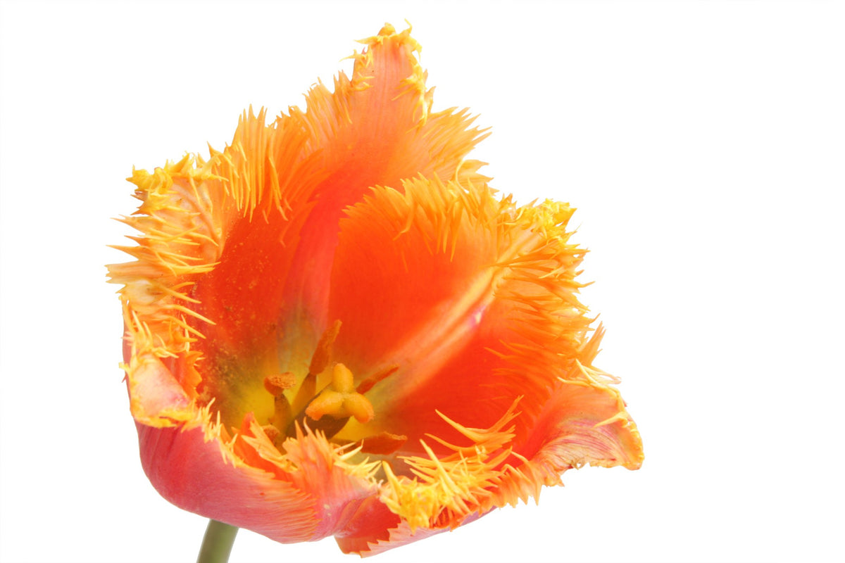Tulipa 'Lambada'