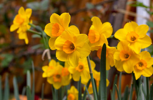 Daffodil 'Martinette'