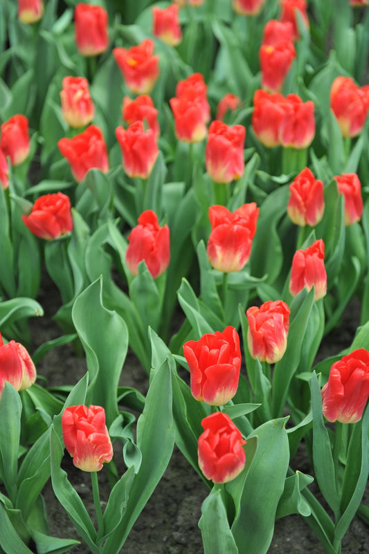 Tulip 'Match'