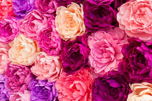 Peony 'Alertie' - 1 root crown