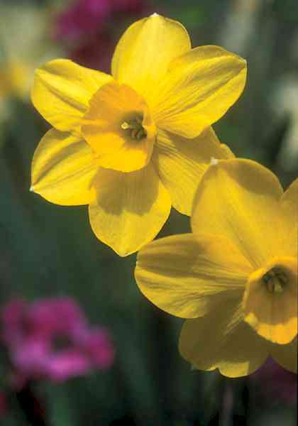 Heirloom Daffodil 'Trevithian' - 5 bulbs