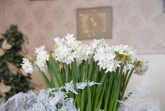 Paperwhite for Forcing Narcissus 'Ziva' - 5 bulbs