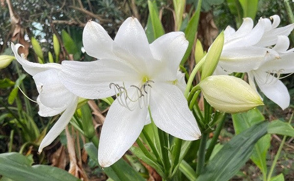 Crinum moorei 'Album' - White Crinum Lily