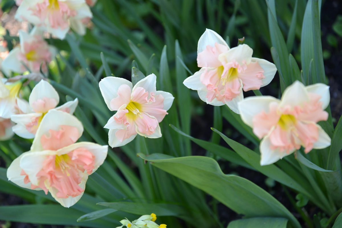 Daffodil 'Pink Wonder'