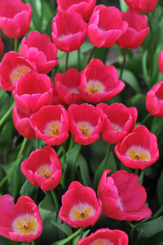 Tulip 'Pink Ardour'
