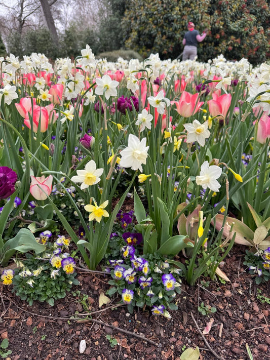 Daffodil 'Pueblo'