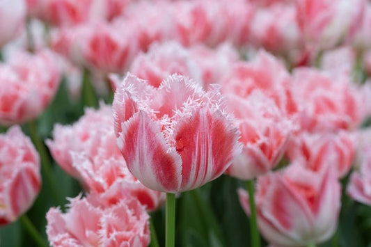 Tulipa 'Ranomi' fringed pink and white tulips