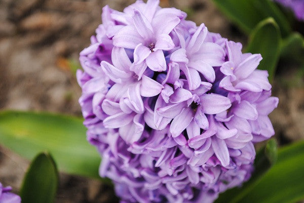Hyacinthus Hyacinth Purple 'Splendid Cornelia' – The Southern Bulb Co