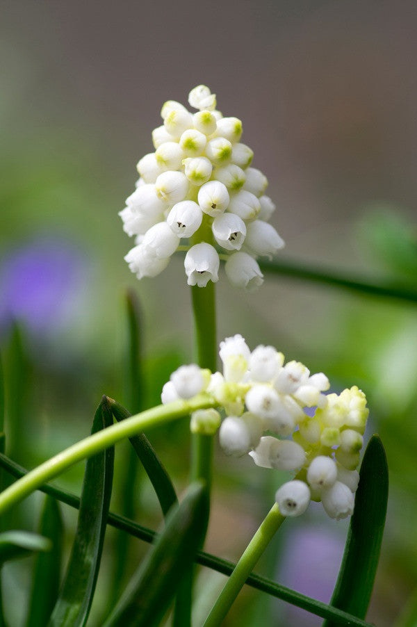 Muscari armeniacum album "White Grape Hyacinth" - 20 bulbs