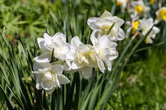 Daffodil 'Rose of May' - 5 bulbs