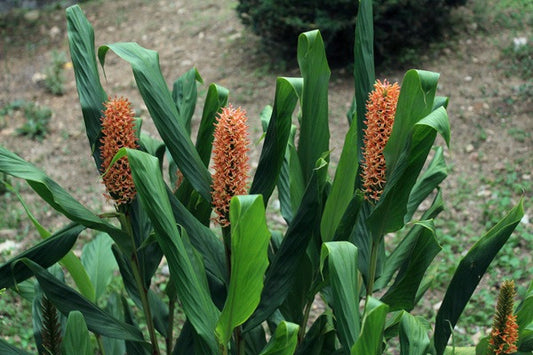 Hedychium densiflorum (Dwarf Orange Ginger Lily) - 3 bulbs