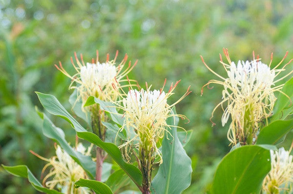 Hedychium ellipticum (Shaving Brush Ginger Lily) - 3 bulbs