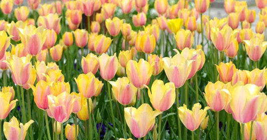 Tulipa 'Blushing Lady' - 5 bulbs