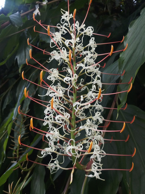 hardy ginger plant Hedychium griffithianum (Hardy White Ginger Lily)