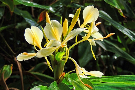 Hedychium flavum (Lemon Ginger Lily) - 3 bulbs