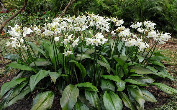 Amazon lily - Eucharis amazonica grandiflora