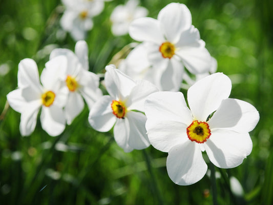 Daffodil 'Pheasant's Eye' - 5 bulbs