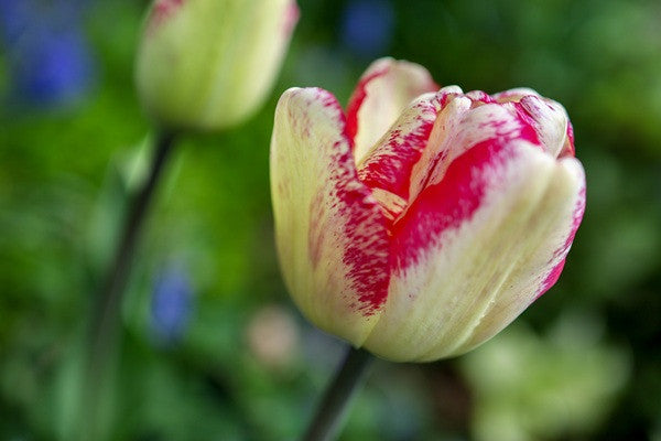 Tulipa 'Mata Hari' - 5 bulbs