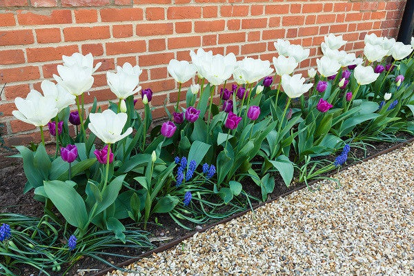 Tulipa 'Purissima' - 5 bulbs