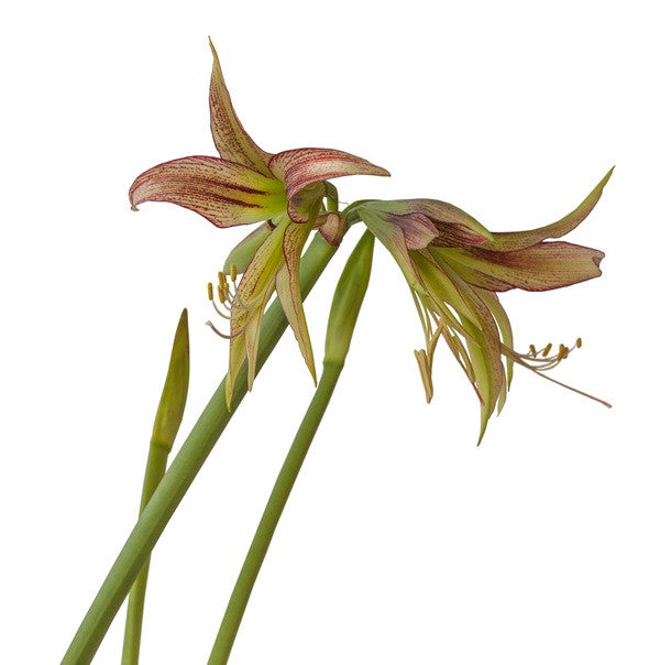 Amaryllis) Hippeastrum Emerald  The Southern Bulb Co.